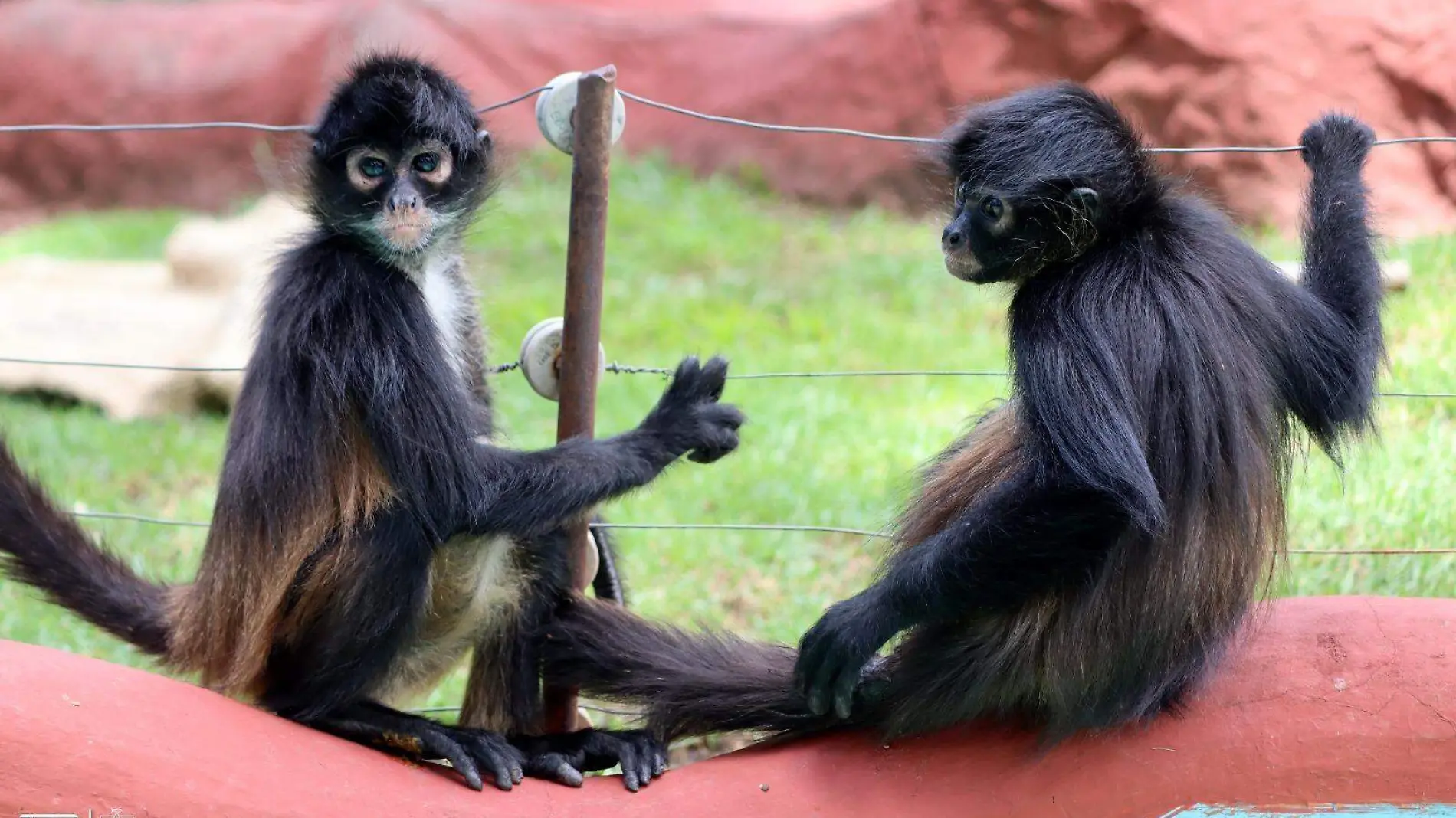 Monos Araña